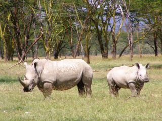 V keňském Národním parku Jezero Nakuru se mi moc líbilo. Mimochodem, jaké je vaše nejoblíbenější zvíře? #kena...